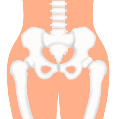 骨盤の絵