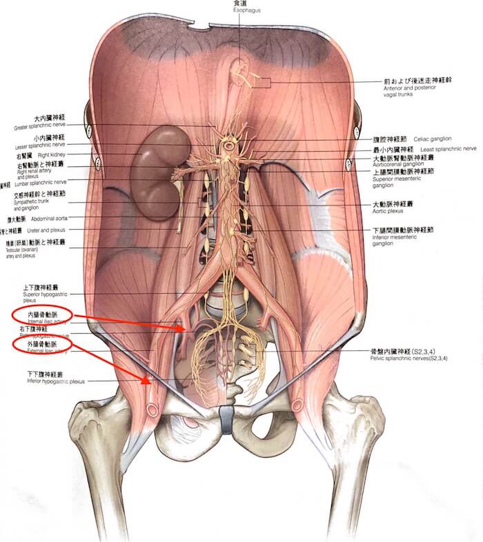 解剖図